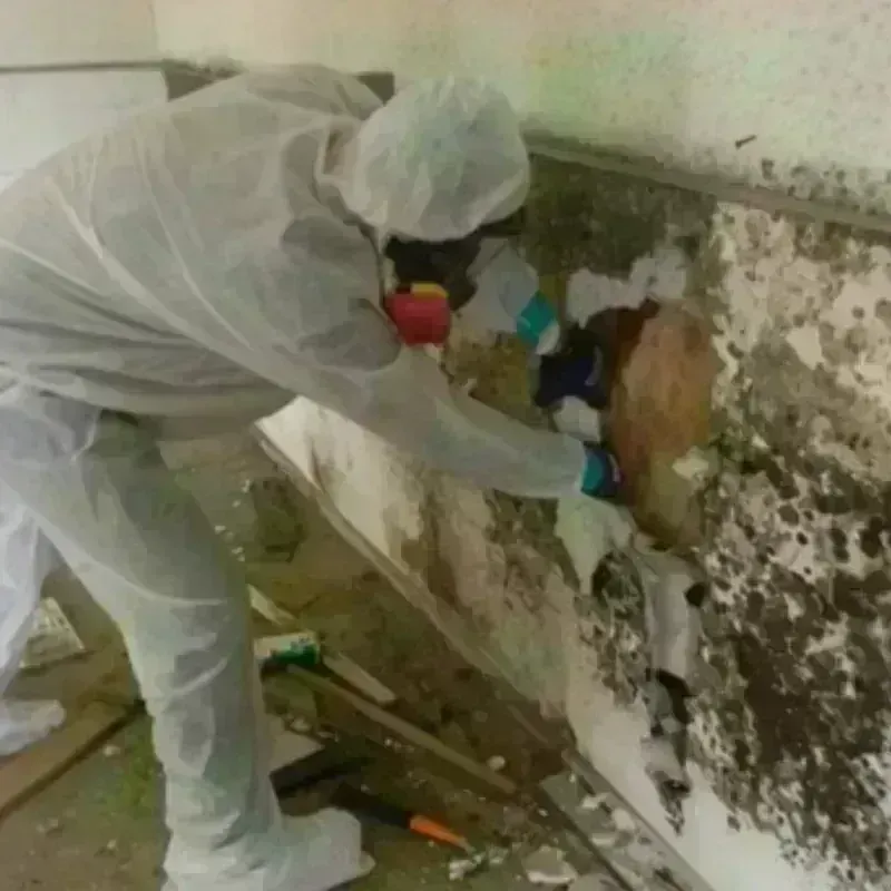 Mold Remediation and Removal in Noank, CT